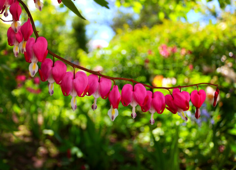 Pink nature plant