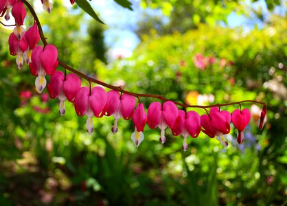 Pink nature plant