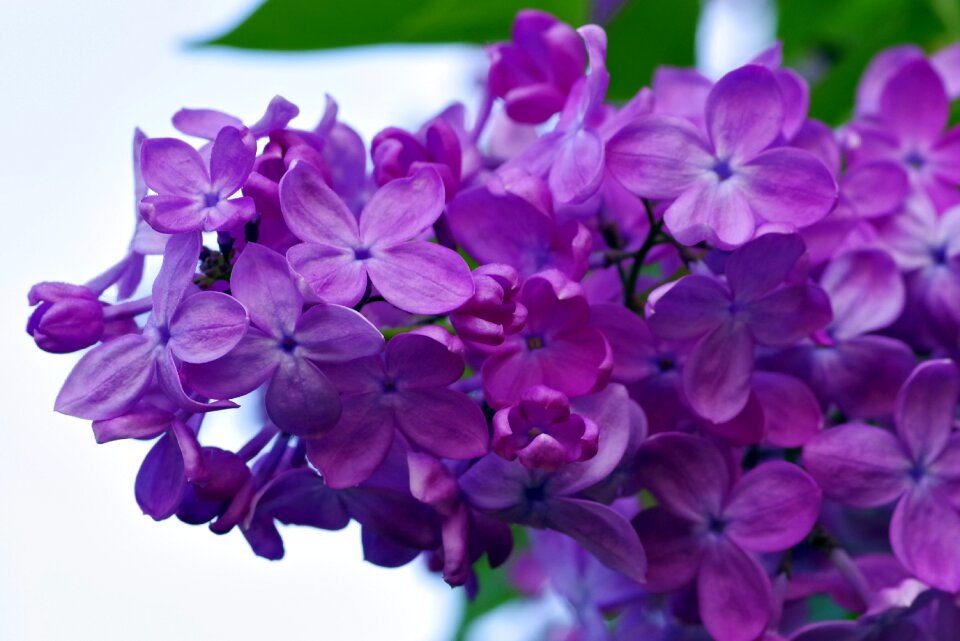 Garden branch macro
