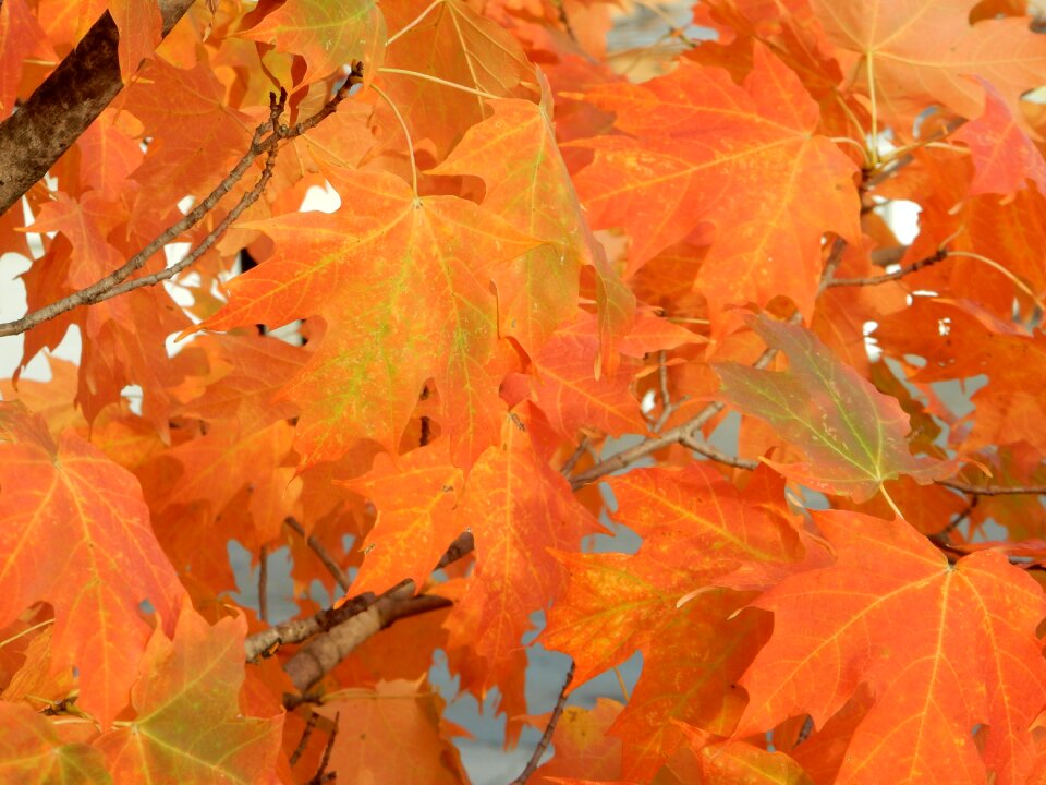 Colors crisp