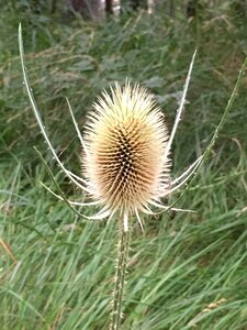 Beauty dry flower dry flower