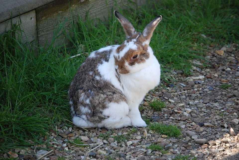 Domestic long ears green rabbit