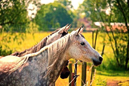 Thoroughbred arabian pasture coupling