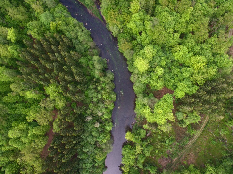Nature green trees