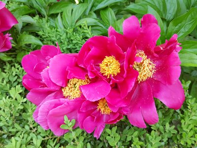 Peonies world transport red color