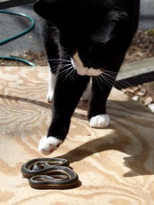 Garter snake tuxedo cat tuxedo photo