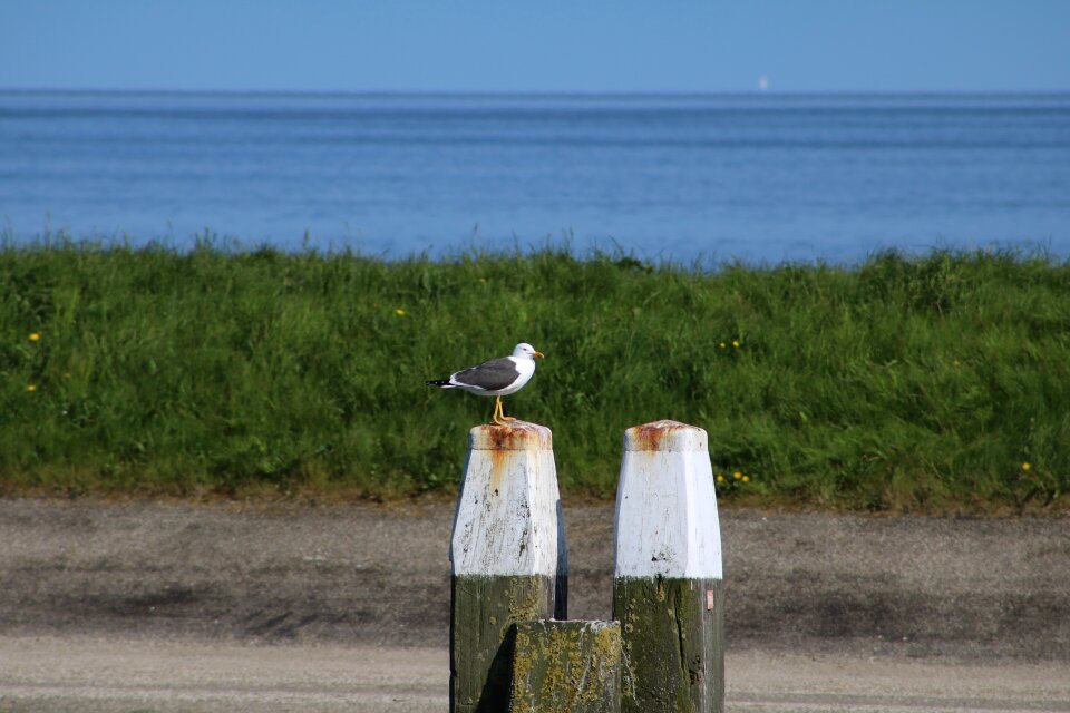 Bird sea water bird