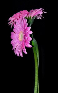 Flower gherbera rosa photo