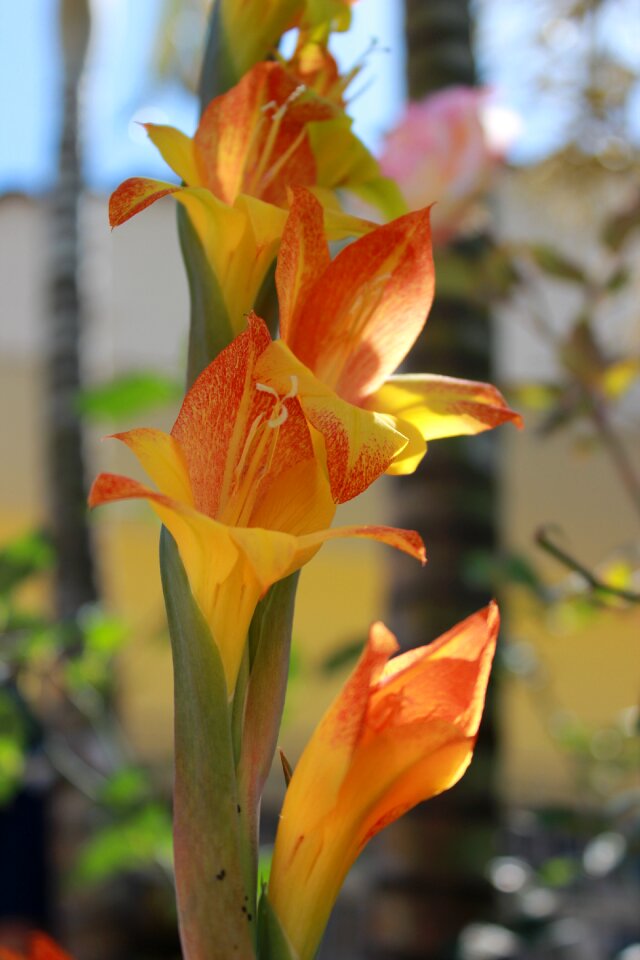 Orchid garden flowers