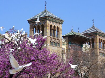Doves flight seville