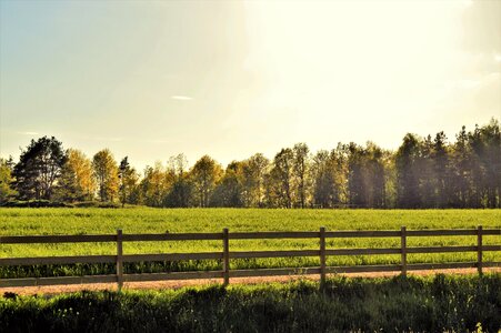 Forest tree outdoor