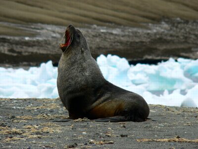 Antarctica seal male