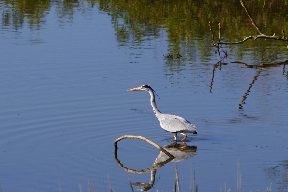 Wood wild birds heron