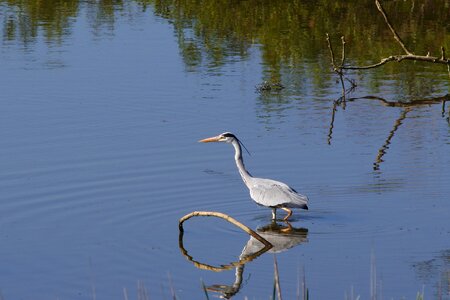 Wood wild birds heron