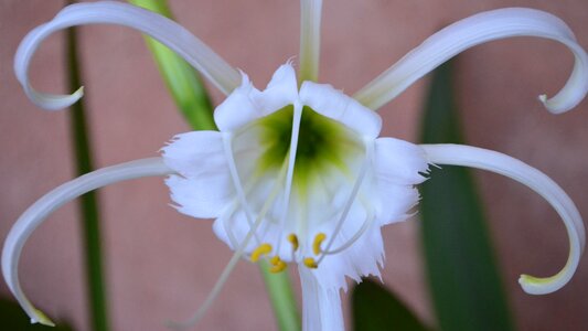 Perrenial bloom daffodilamarylidaceae