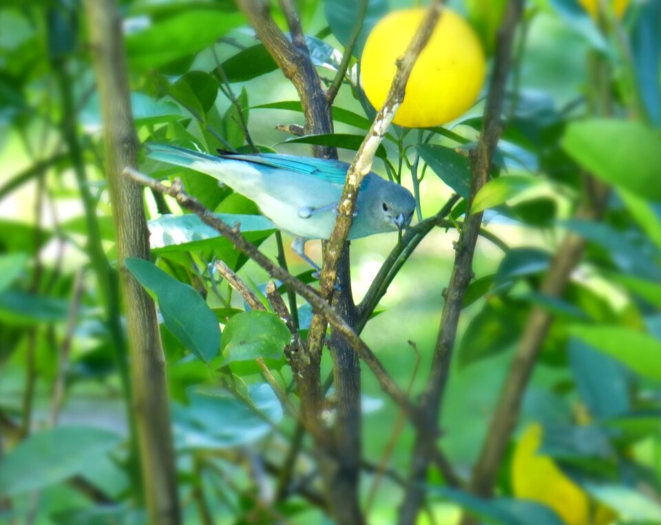 Clinging branch blue