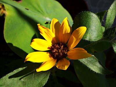 Nature plant autumn leaves