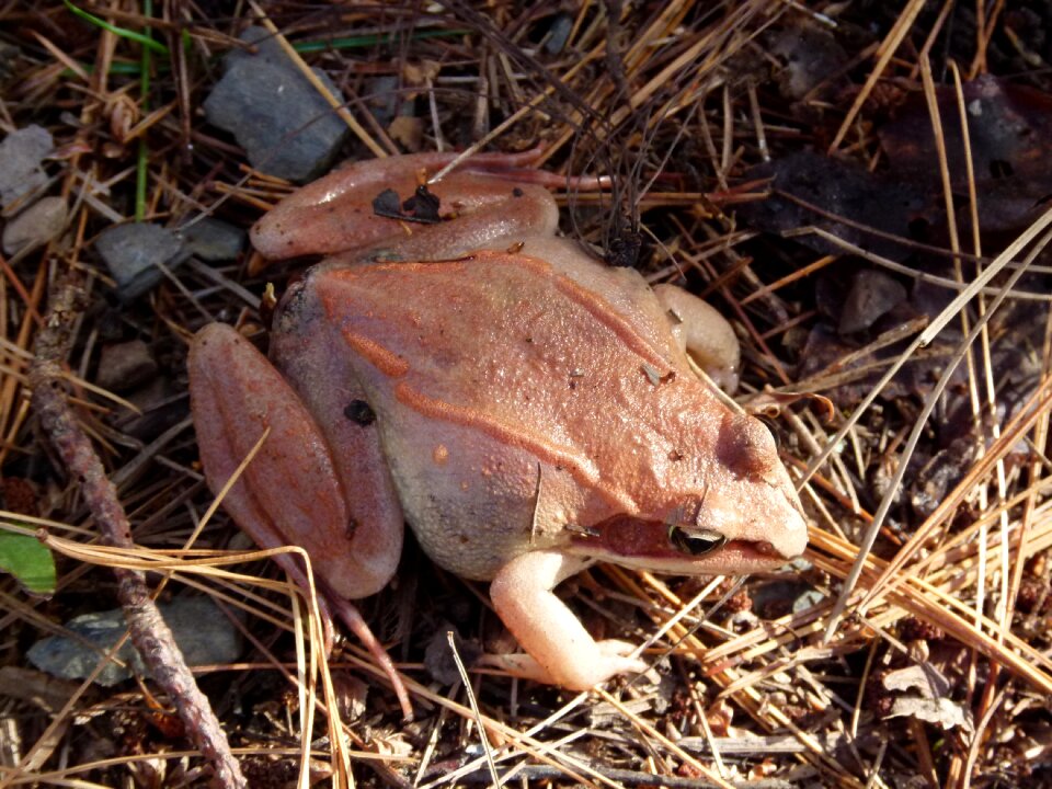 Frogs wildlife environment