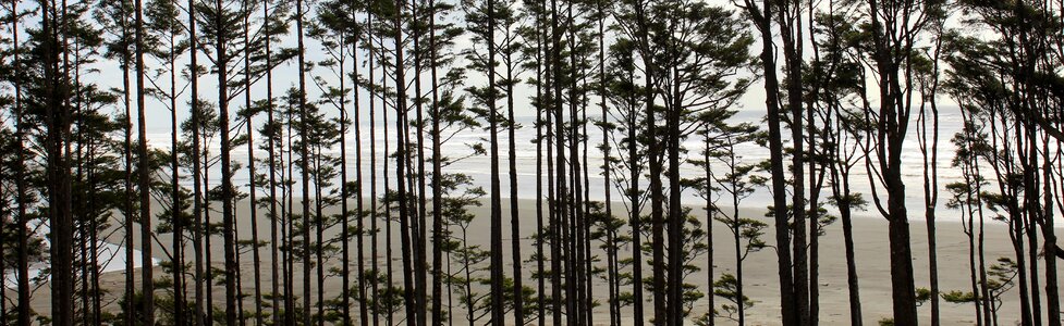 Coast washington landscape