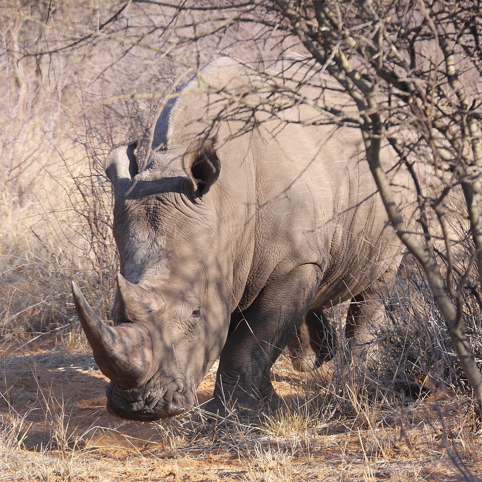 Wilderness animal wildlife