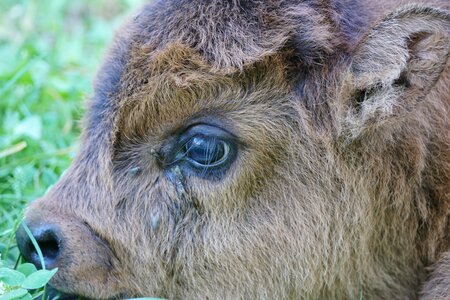Highlands beef young animal