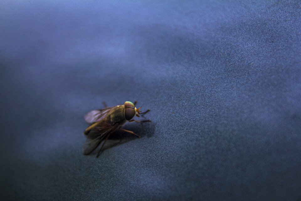 Nature bug outdoor