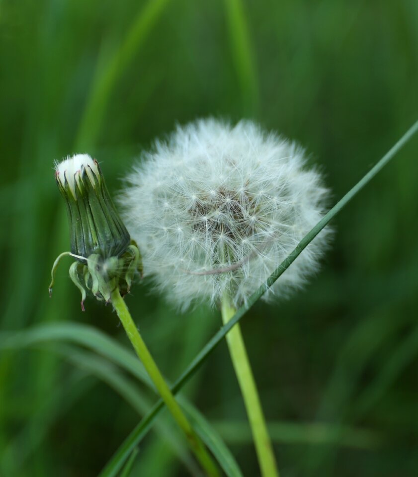 Wild seed position bed