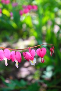 Pink spring nature