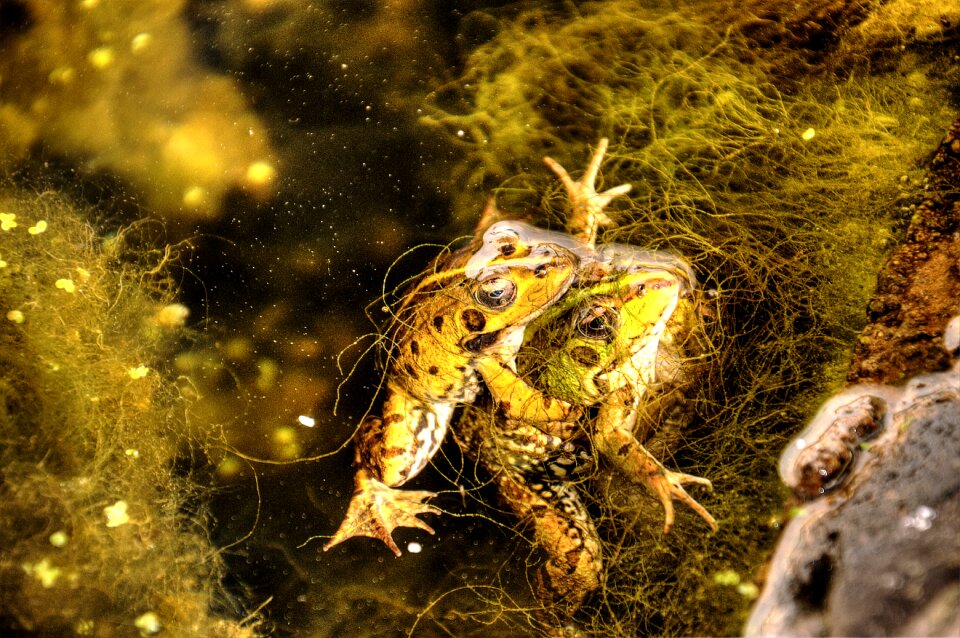 Amphibian wild green
