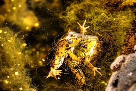 Amphibian wild green