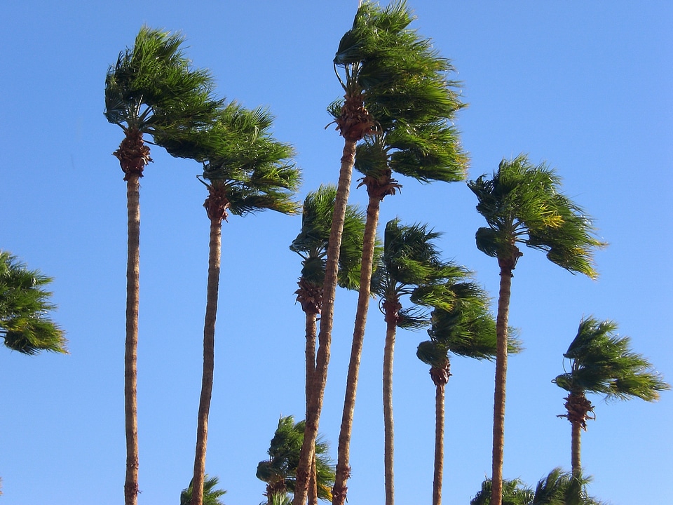 Palm trees windy sky