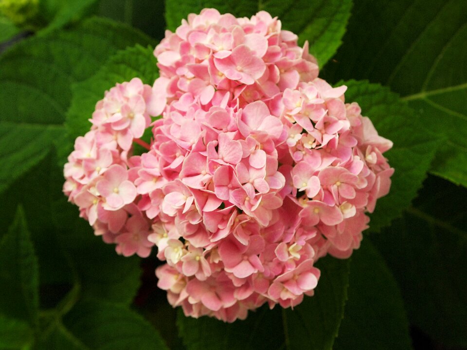 Pink nature flower