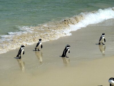 Things to do cape town beach photo