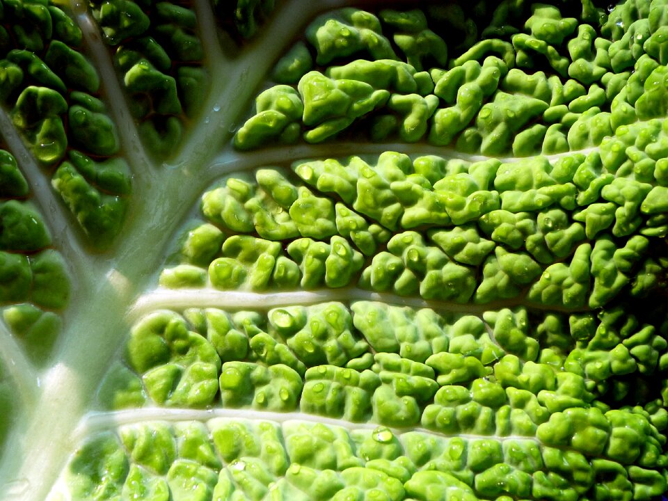 Zoom the structure of the vegetables