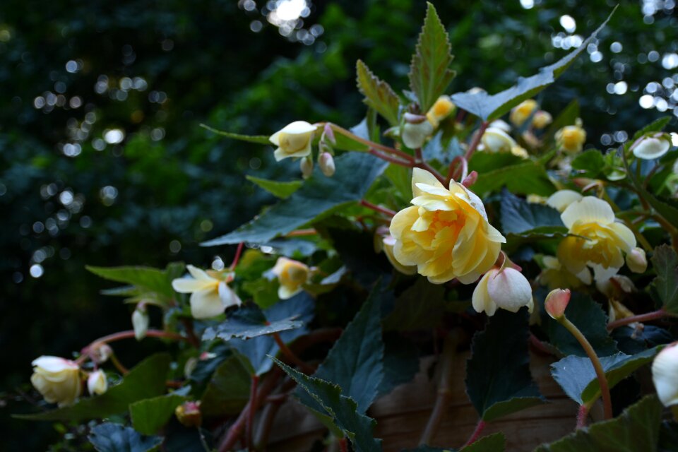 Evening summer plants