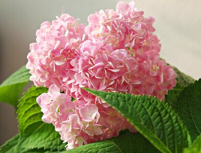 Bright pink spectacular