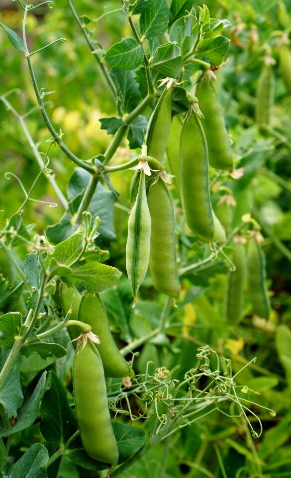 Beds the cultivation of green peas