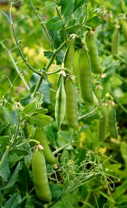 Beds the cultivation of green peas