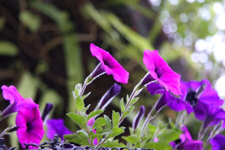 Flowers in garden colorful