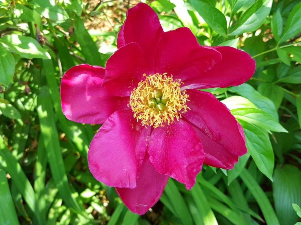 Peonies spring garden