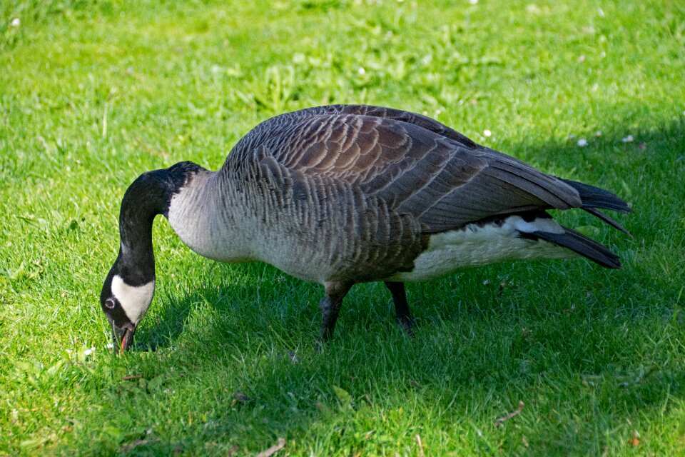 Canadensis canada geese bird