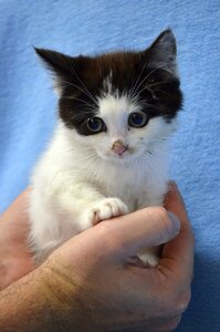 Weak animal welfare kitten photo