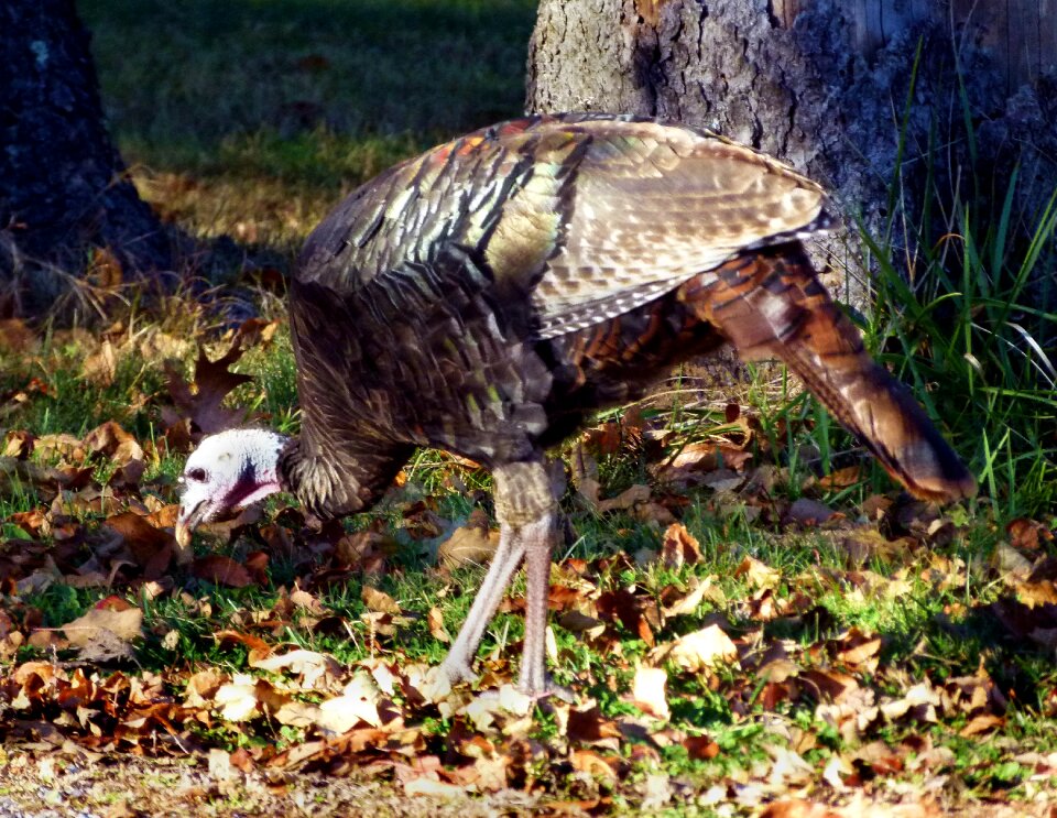 Bird wildlife nature