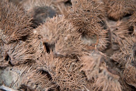Chestnut firewood