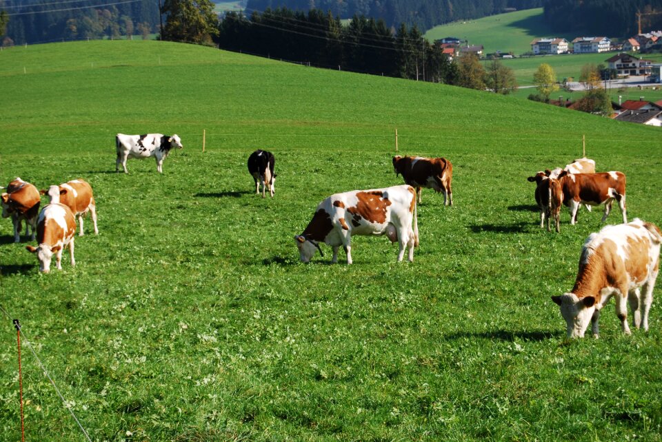 Pasture nature beef