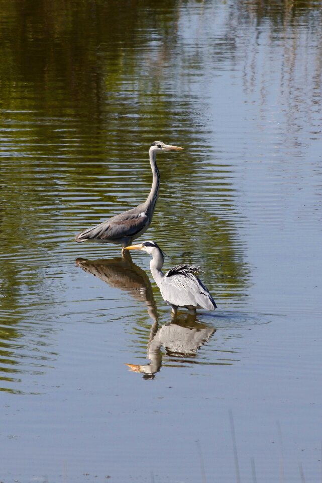 Wild birds heron gray heron