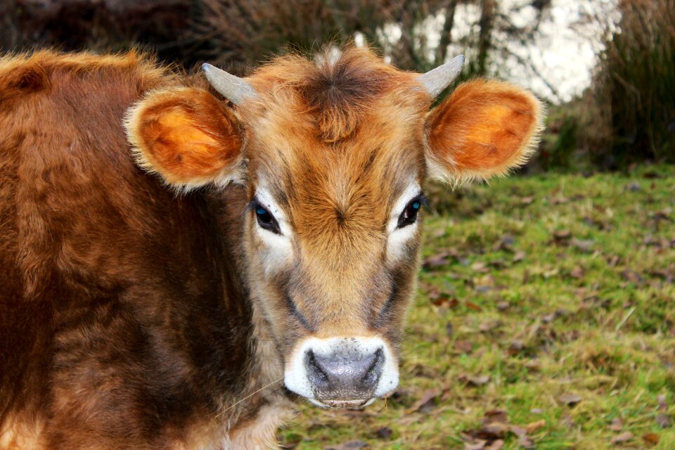 Farm beef agriculture