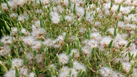 Summer plant nature