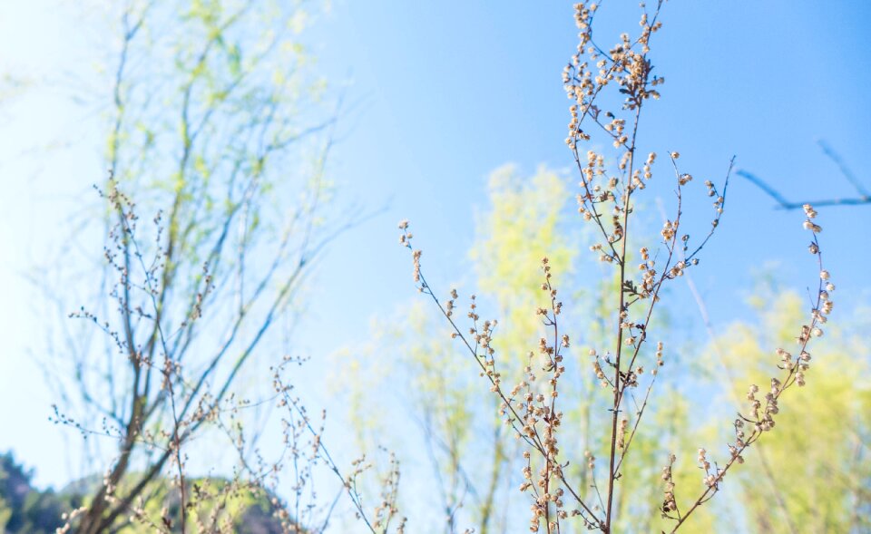 Small fresh plant sky