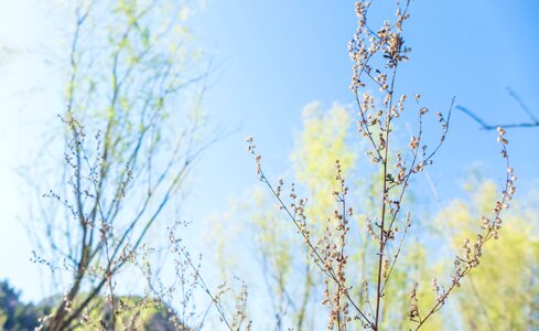 Small fresh plant sky